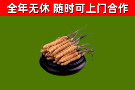 江口回收散虫草