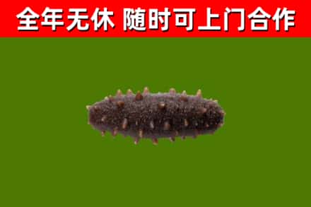 江口回收海参干